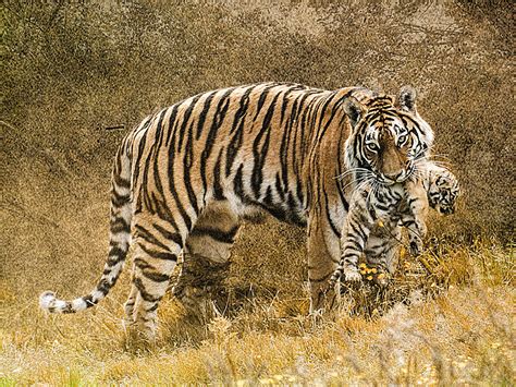 Mother Tiger And Cub Photograph By Brian Tarr Fine Art America