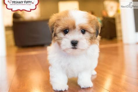 Shichon For Sale Puppies Teddy Bear Puppies Shichon Puppies