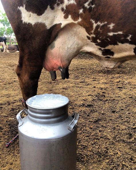Ordenhadeira Manual Para Vacas Tire Suas Dúvidas Boi Saúde