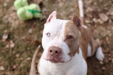 White Red Nose Pitbull Dogs