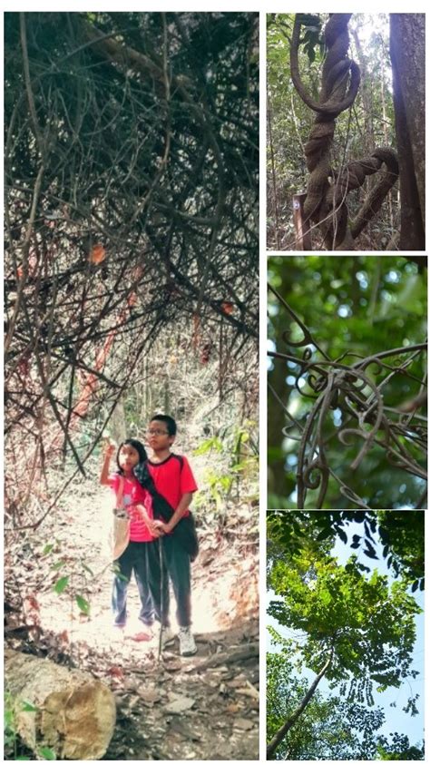 Kota damansara dibawah pentadbiran majlis bandaraya petaling jaya dan dimiliki oleh perbadanan. Hiking & Gardening: Hiking Santai di Hutan Simpan Kota ...