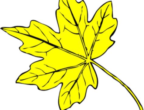 Download Yellow Flower Clipart Leave Clipart Line Drawing Maple Leaf Png Download 975931