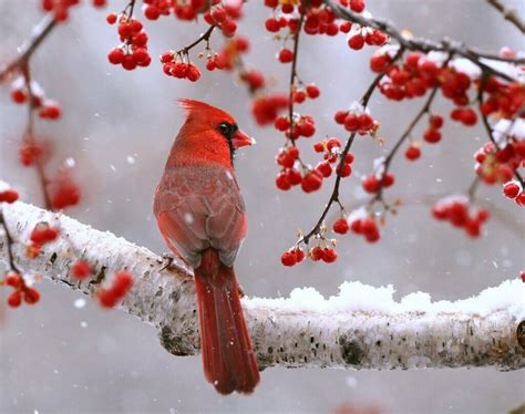 Why Do Cardinals Come Out In The Snow Birdwatching Buzz