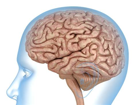 Brain Anatomy Brain Anatomy Human Anatomy And Physiology Anatomy Images