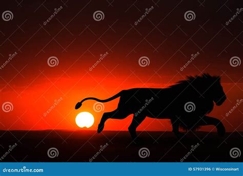 Africa Male Lion Sunset Illustration Stock Illustration Illustration