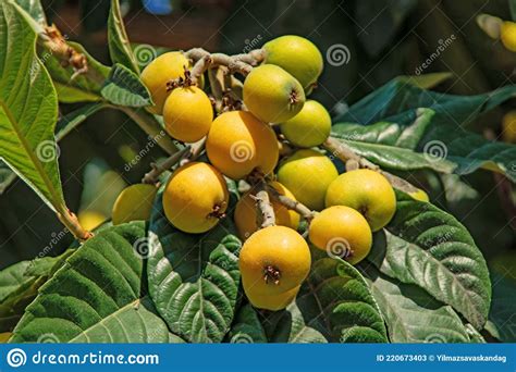 Ripe Loquat Fruits On The Tree With Green Leaves Stock Image Image Of