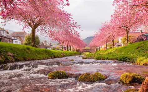 Japan Sakura River Blooming Trees Pink Flowers Green Grass Stones