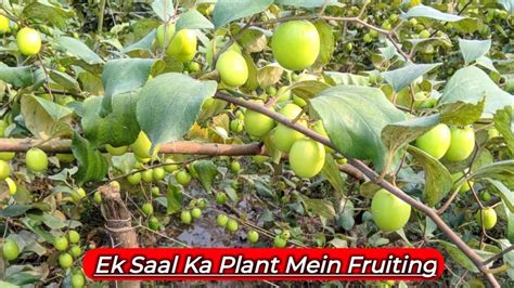 Apple Ber का पहला साल का पौधा में इतना फल आया है Get So Much Fruiting In Apple Ber Plant Youtube