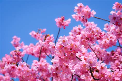 Savoring Cherry Blossom Season In Japan Country Walkers