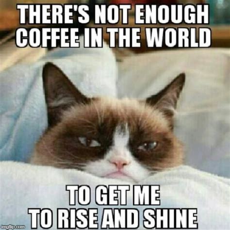 Grumpy Cat Needs Coffee Imgflip