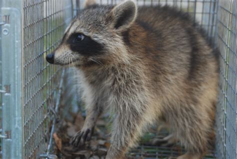 Raccoon Removal Photos | Animal Control Solutions