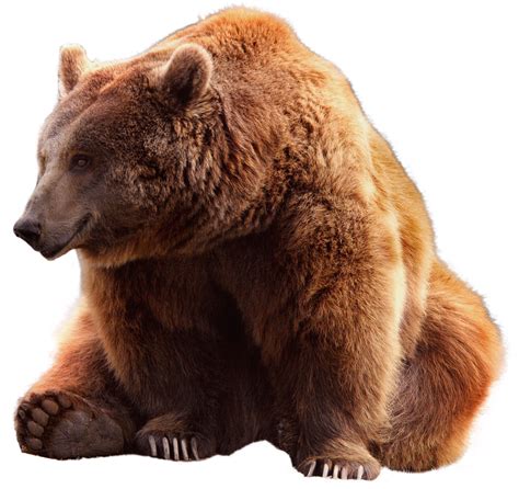 Brown Bear Animal Grizzly Free Image On Pixabay