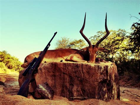 Trophy Impala Hunting In South Africa Big Game Hunting Adventures