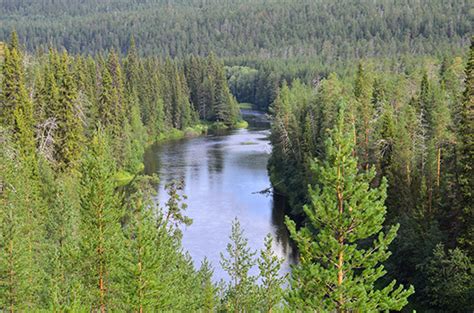 Coniferous Forest Definition And Facts