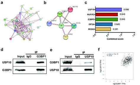 G3bp1 Interacts With Usp10 In Oc Cells A String Network From The