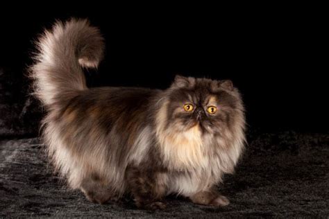 Persian Cat Breed Size Appearance And Personality
