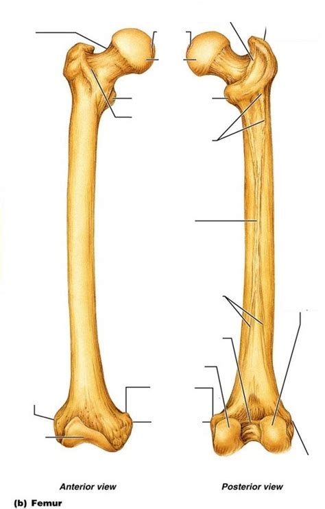 Femur Labeling Diagram Quizlet