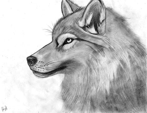 Wolf Pencil Sketch By Xbloodredvalentinex On Deviantart