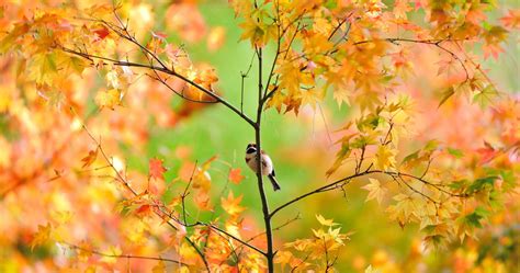Autumn Beautiful Bird Wallpapers Top Free Autumn Beautiful Bird