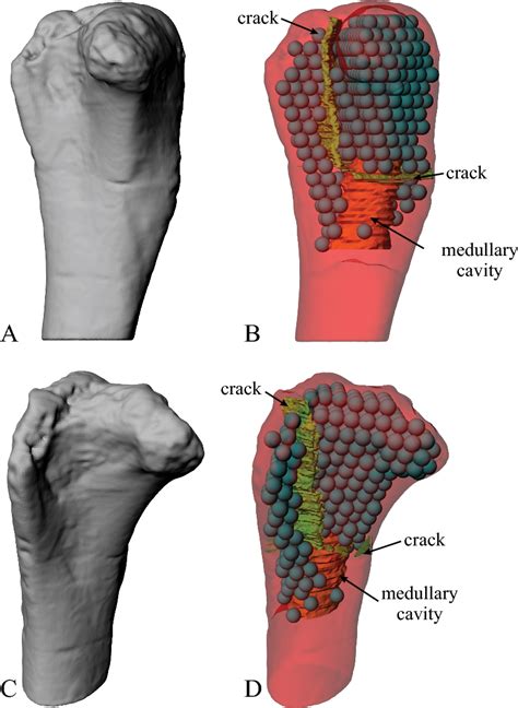 Pdf Cancellous Bone And Theropod Dinosaur Locomotion Part I—an