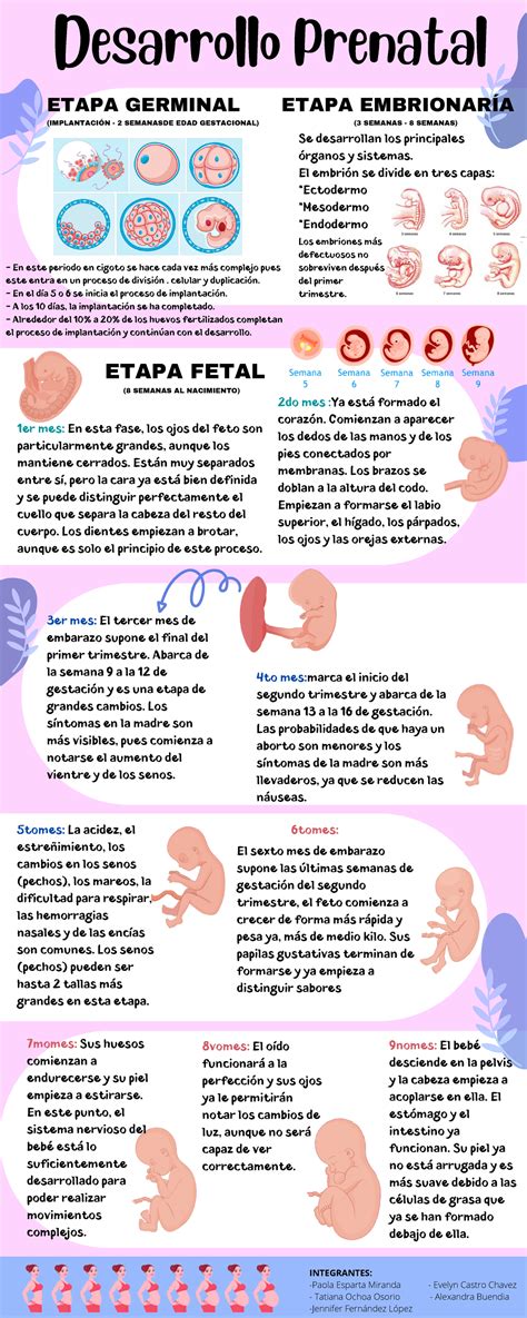 Infograf A Desarrollo Prenatal Etapas Del Embarazo Desarrollo The Best Porn Website