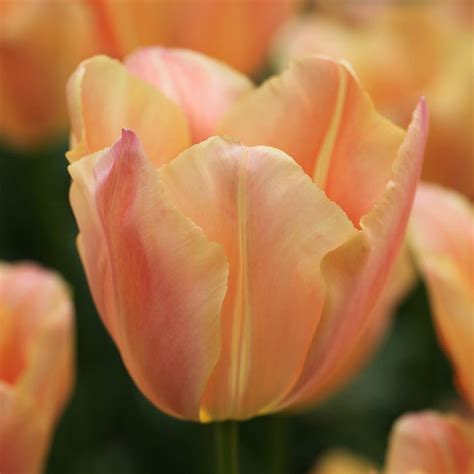 Buy Single Late Tulip Bulbs Tulipa Stunning Apricot £249 Delivery By