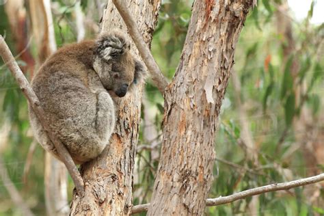 A Koala Phascolarctos Cinereus In A Tree Stock Photo Dissolve