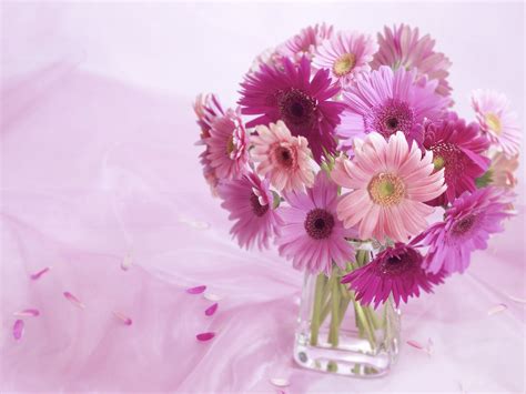 Gerbera Daisy Arrangement Normal Photos Of Flowers