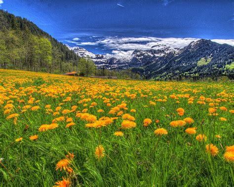 Landscape Nature Meadow With Yellow Flowers Of Dandelion And Green