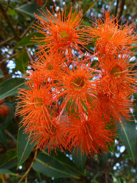 West Australian Red Flowering Gums Margaret Lynette Sharp