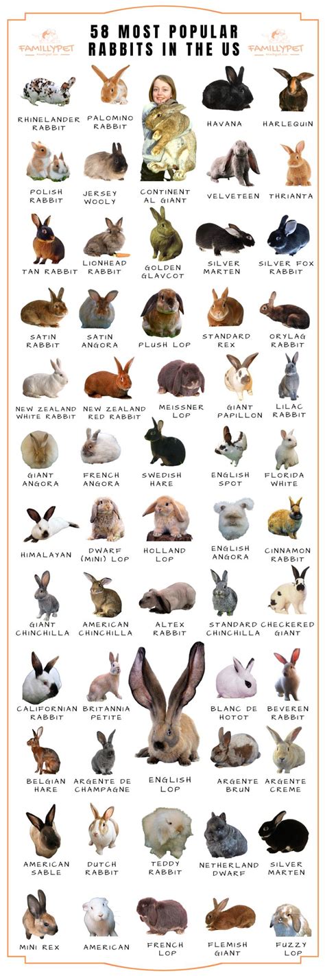 Pin On Rabbits Care And Needs