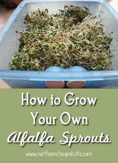 How To Grow Your Own Alfalfa Sprouts Hydroponic Farming Hydroponic