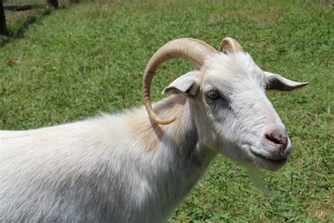 Free Photo Goat Horns Animal Mammal Horned Free Image On Pixabay