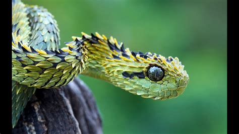 10 Coolest Snakes In The World Youtube