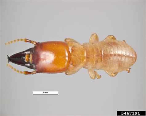 It is native to western north america, including the western united states and northern mexico. western drywood termite, Incisitermes minor (Isoptera ...