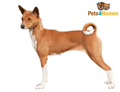 Basenji Dog Breed Facts Highlights And Buying Advice Pets4homes