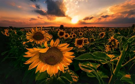 Clouds Sunflower Aesthetic Wallpapers Wallpaper Cave 64a