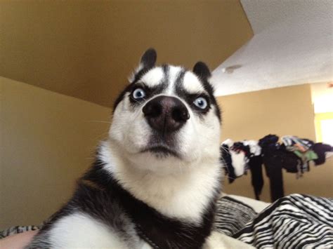 Looking for the best doge meme wallpaper? Meme Creator - Dog Meme Generator at MemeCreator.org!