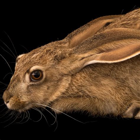 Investigating The Existence Of Jack Rabbits With Horns