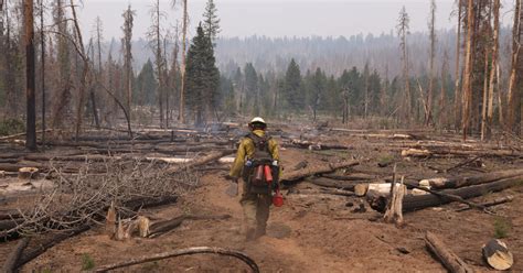 Forests Used As Carbon Offsets Are Going Up In Wildfire Flames The