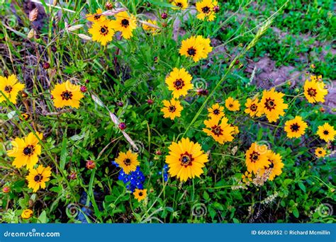 Bright Yellow Texas Plains Coreopsis Wildflowers Stock Photo Image Of