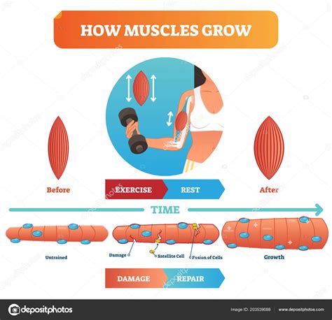 Vector Illustration About How Muscles Grow Medical Educational Diagram