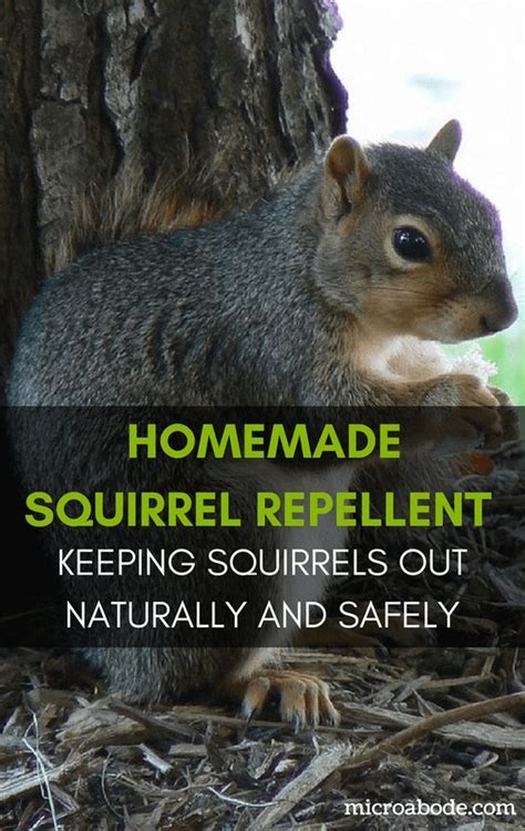 Learn how to get rid of squirrels here. Homemade Squirrel Repellent: Keeping Squirrels Out ...