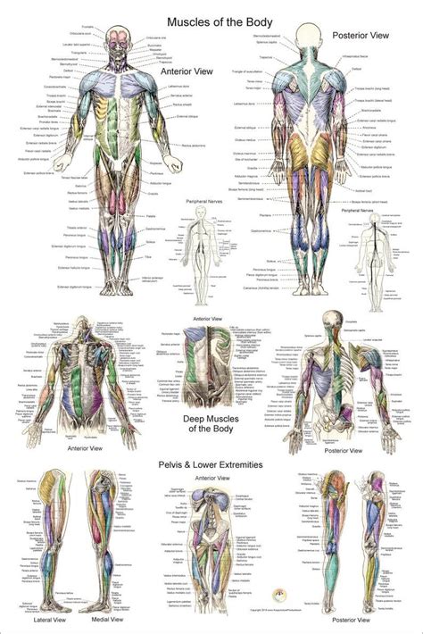 By printing out this quiz and taking it with pen and paper. Human Muscle Anatomy Poster Anterior Posterior and Deep | Etsy | Human muscle anatomy, Muscle ...