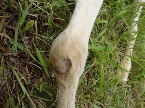 Epiphysitis In Goats Causes Symptoms And Treatment Steve Gallik