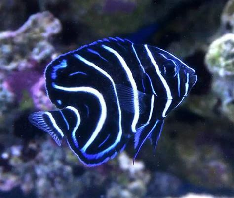 Blueface Angelfish Regal Splendor Of The Coral Reef Worldweet