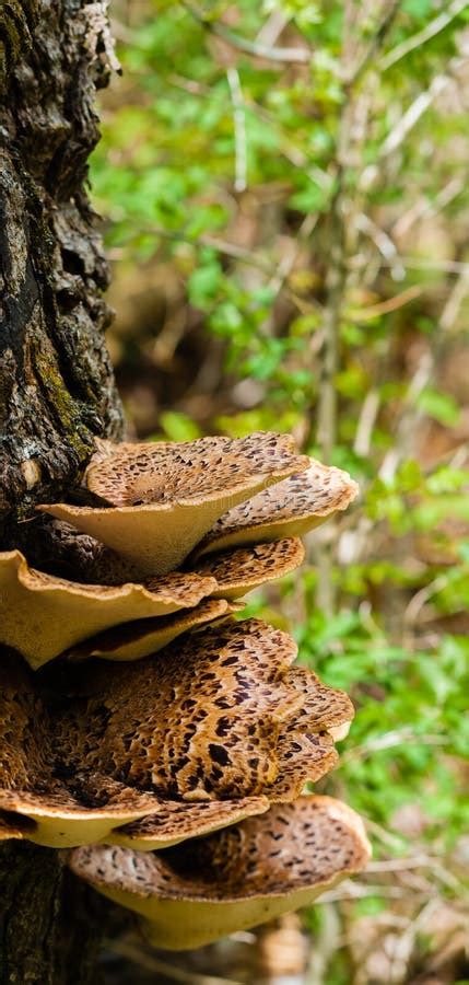 Fungus Growing From Tree Bark Stock Photo Image Of Conk Deciduous