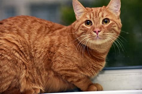 How Much Do Orange Cats Cost Pricing And Options