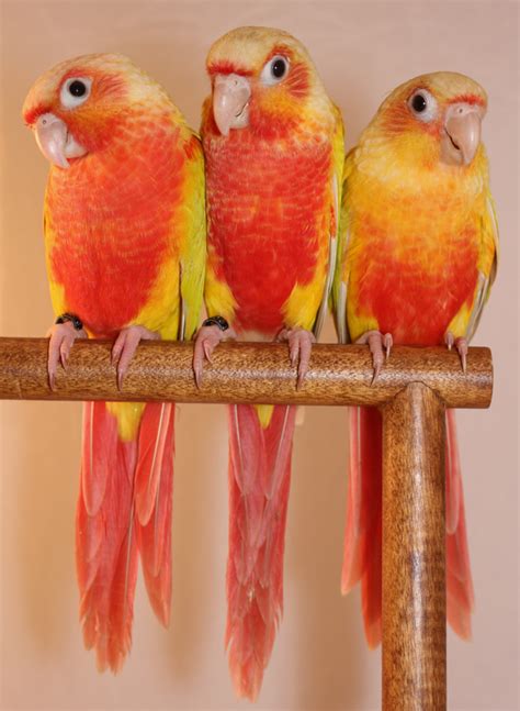 Suncheek Mutation Color Of Green Cheeked Conure Of The Feather Tree