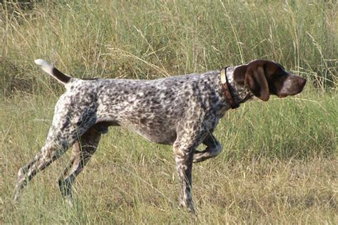 German Shorthaired Pointer Puppies For Sale From Reputable Dog Breeders